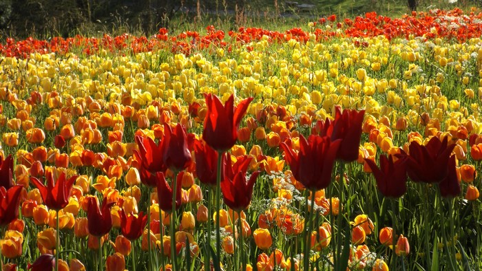 Field of Red, Yellow, and Orange Tulips in Mainau, Germany