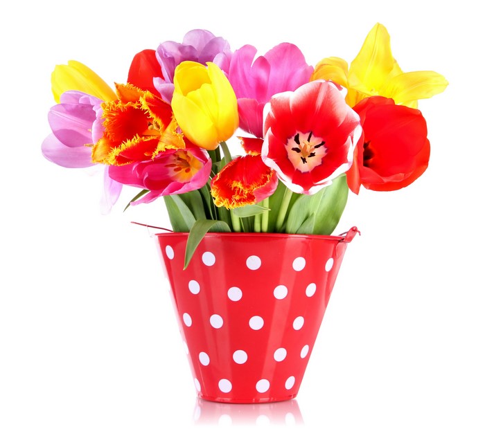 Multicolor Tulips in a Red Polka Dot Bucket