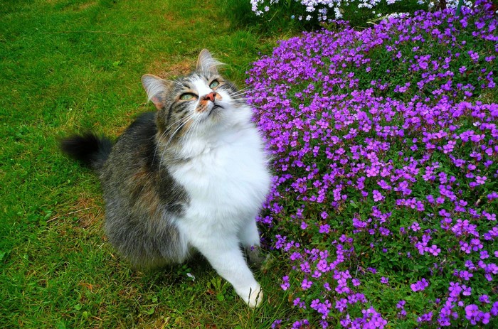 Cat looking up near purple flowers