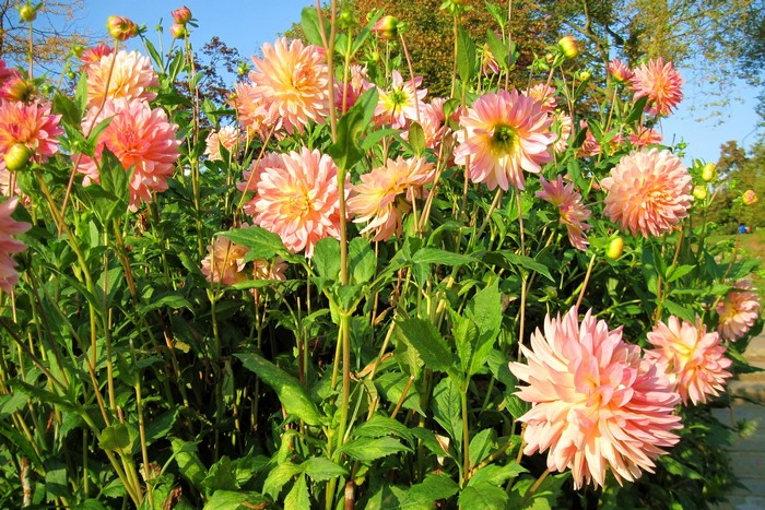 Pink and yellow dahlias in a garden