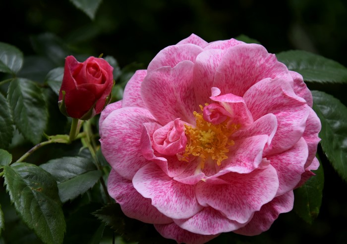 Pink speckled rose and red rosebud