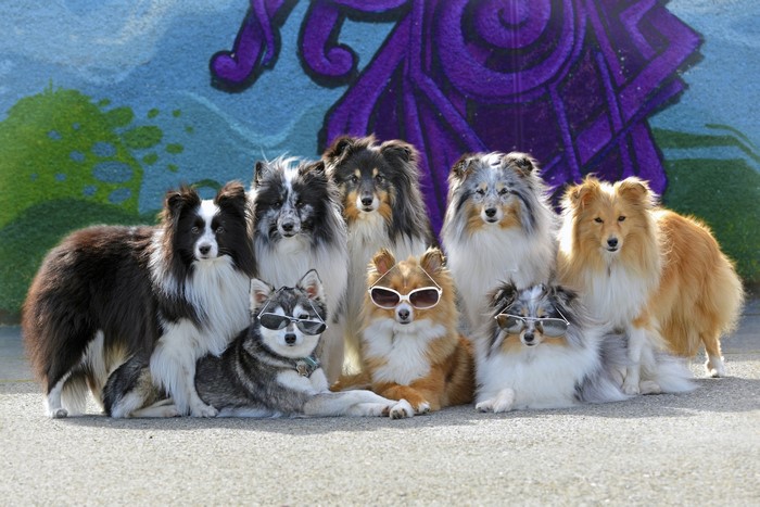 Many dogs wearing sunglasses in front of a mural