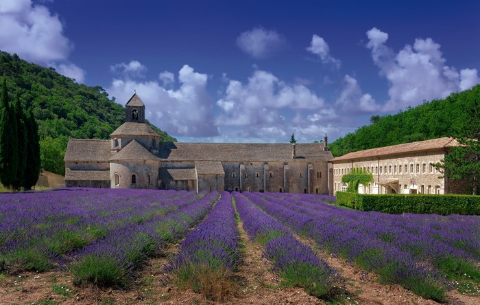 Senanque Abbey with lavender fields in France
