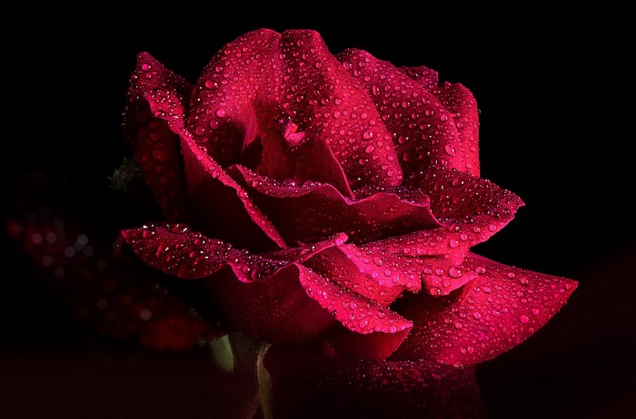 Red rose with water drops on black background