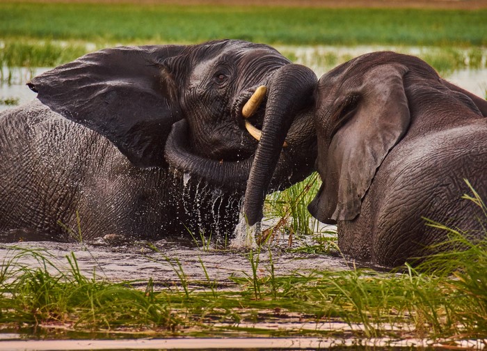 Two elephants playing in water
