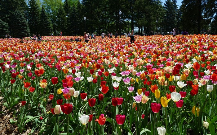 Field of Colorful Tulips in Botanical Gardens