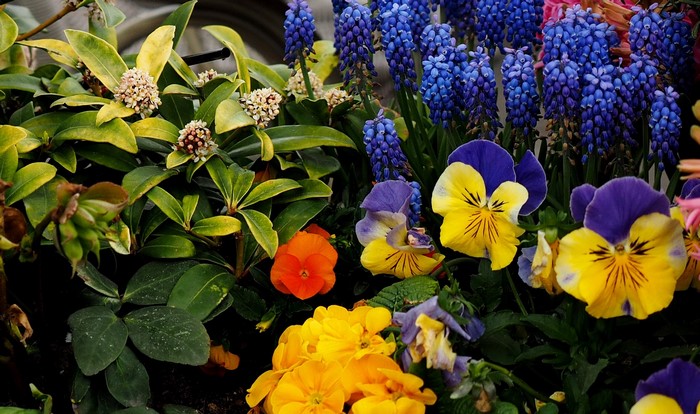 Spring flowers: Pansies, Hyacinths, and foliage