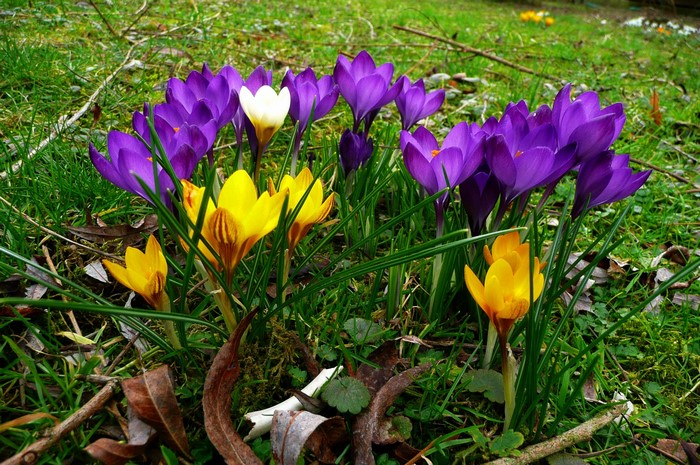 Purple and yellow crocuses in grass