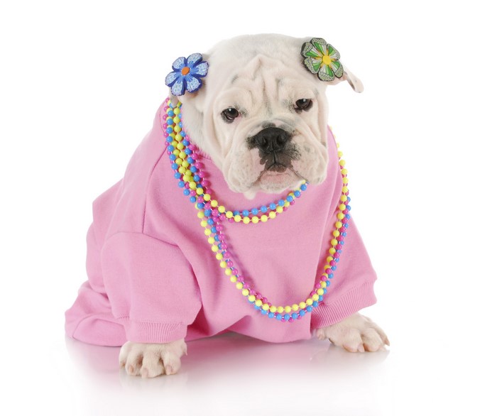 English Bulldog puppy wearing a pink sweater and beads