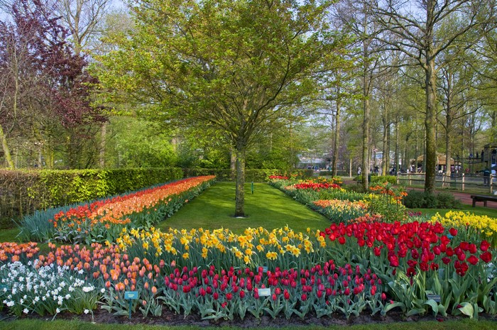 Keukenhof Gardens with Tulips and Daffodils in Lisse, Netherlands