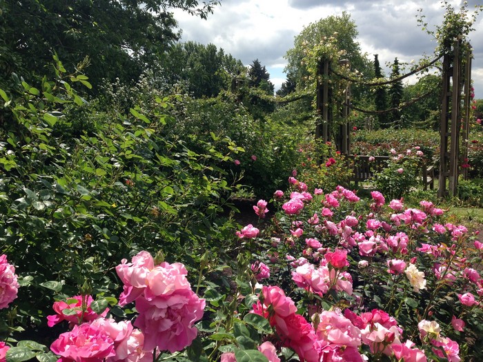 Rose garden with wooden archways and green shrubs
