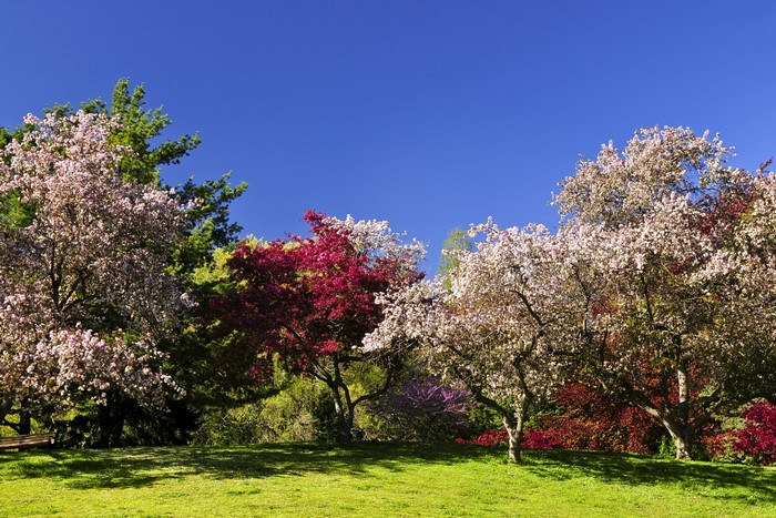 Flowering trees in a park on a sunny day