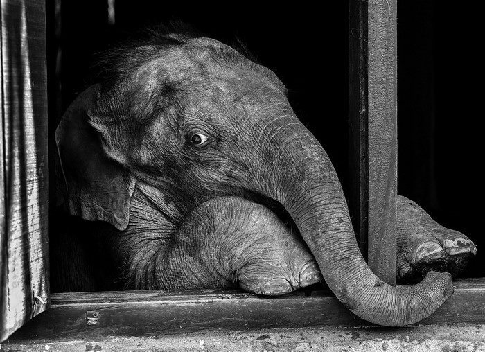Black and white close-up of a young elephant