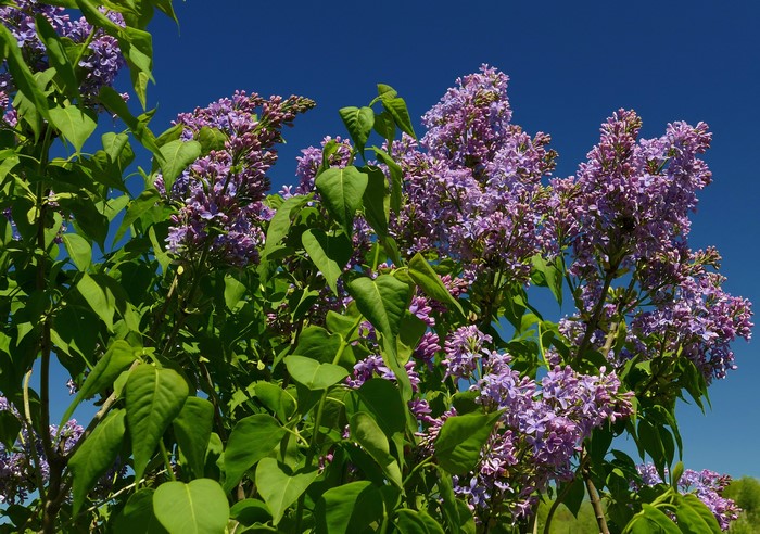 Purple Lilac Bush Against Blue Sky