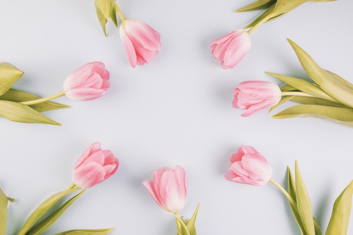 Pink Tulips on Gray Background
