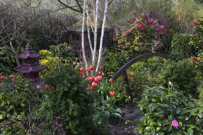 Japanese Garden with Tulips and Rhododendrons