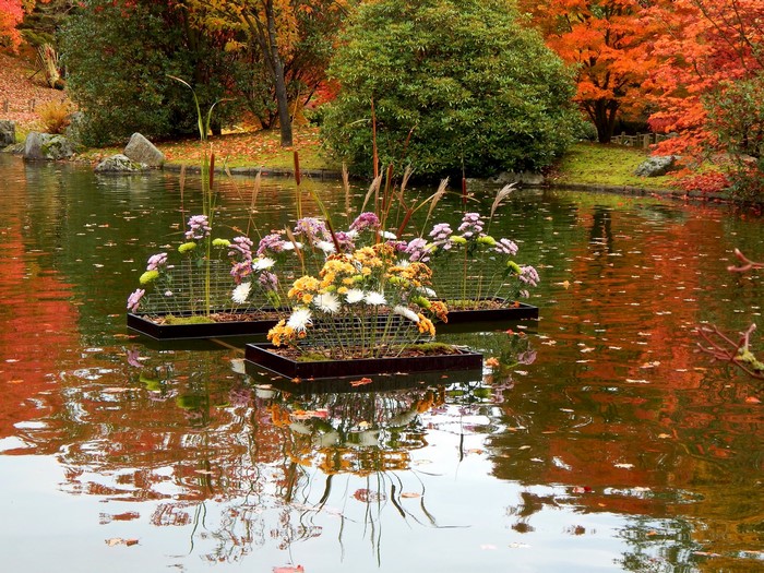 Floating Chrysanthemums in an Autumn Pond