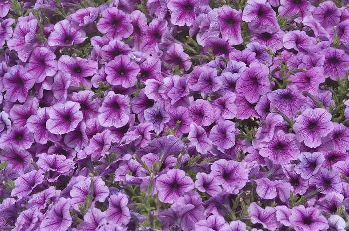 A field of purple petunias in bloom