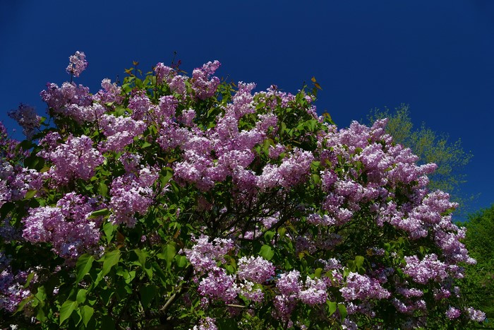 Lilac branches against a blue sky