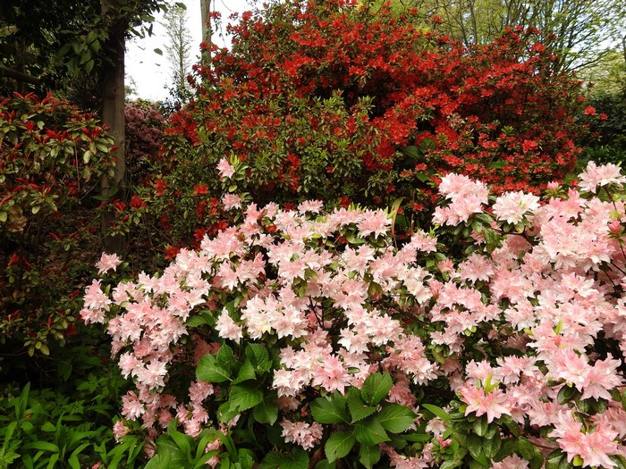 George Tindale Memorial Garden Sherbrooke Rhododendron Shrubs