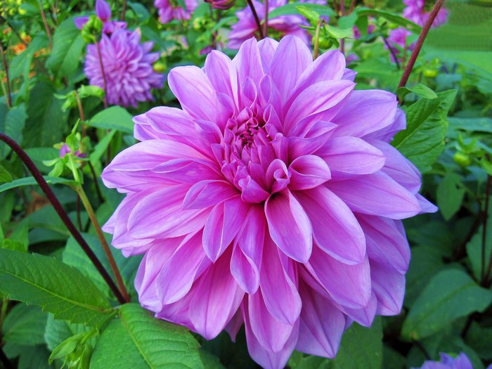 Close-up of a pink dahlia flower