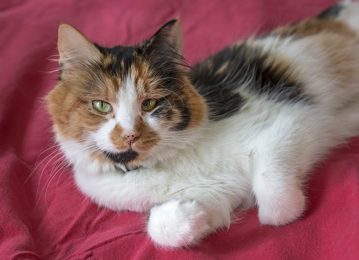 Calico cat with green and yellow eyes