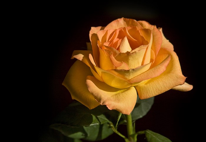 Orange rose with a black background