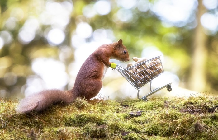 Red squirrel pushing a shopping cart full of peanuts