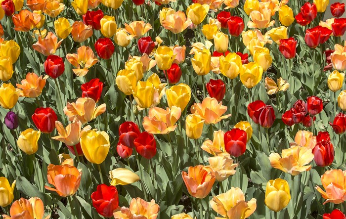 A field of colorful tulips in bloom