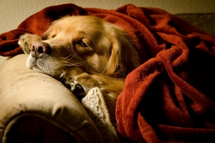 Golden Retriever Dog Sleeping Under a Red Blanket