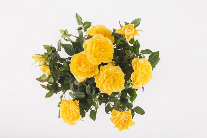 Yellow Roses Bouquet on White Background