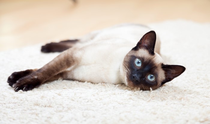 Siamese cat with blue eyes lying on a rug