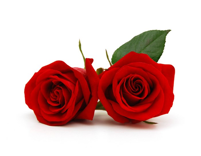 Two red roses on a white background