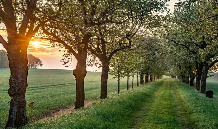 Flowering trees lining a path in Laucha, Germany