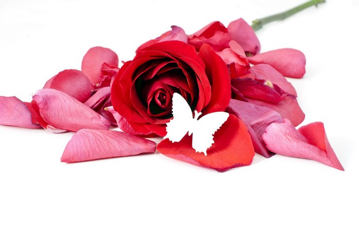 Red rose with pink petals and white butterfly