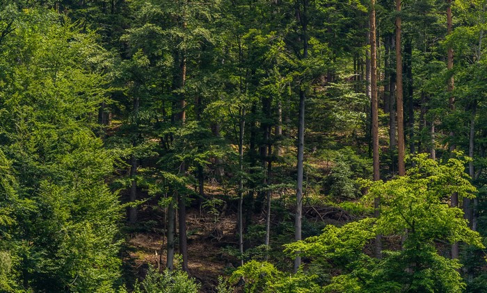 Dense forest with tall trees and green foliage
