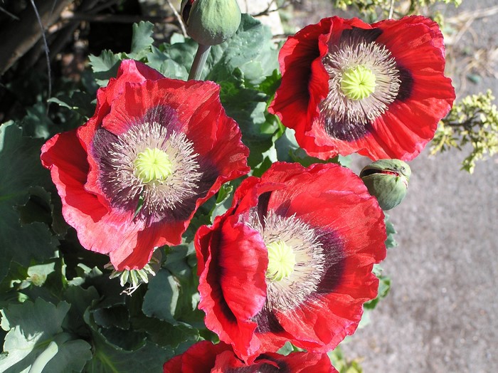 Red Poppies with Dark Centers and Green Buds