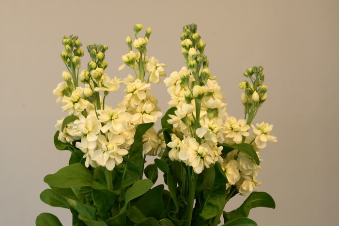 Bouquet of pale yellow Matthiola flowers