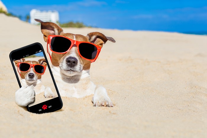 Jack Russell Terrier Dog Taking a Selfie on the Beach