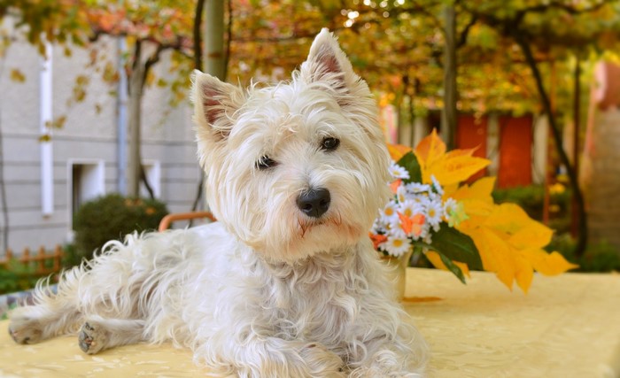 West Highland White Terrier dog lying on a yellow table