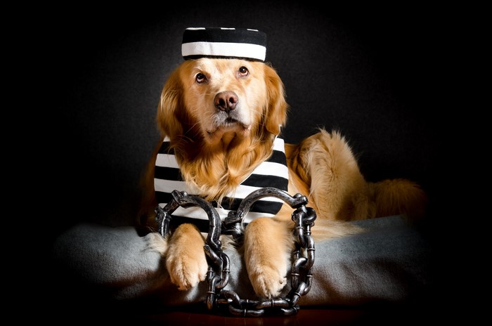 Golden Retriever in Prisoner Costume with Chains