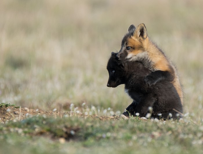 Two fox cubs, one black and one red, playing