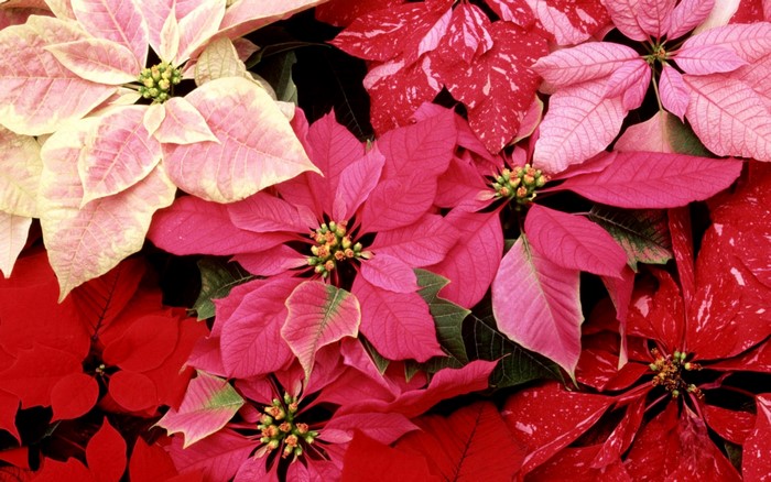 Close-up of colorful poinsettias