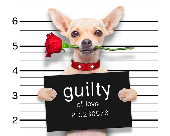 Chihuahua Guilty of Love Mugshot with Rose