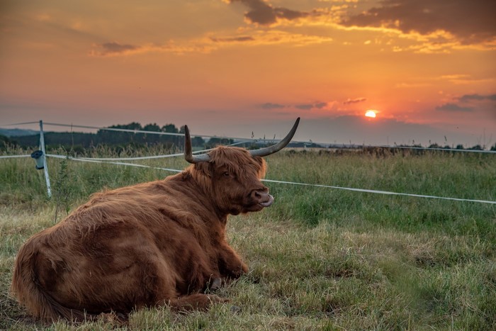 Highland cow resting in a field at sunset