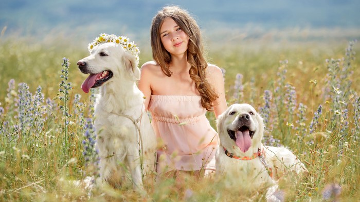 Girl with two Golden Retrievers in a field