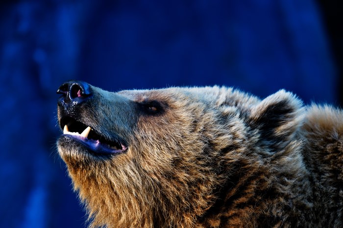 Brown Bear Snout and Eye
