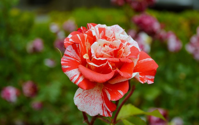 Striped red and white rose in bloom
