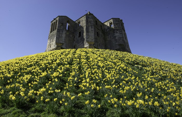 Warkworth Castle Ruins on Daffodil Hill, England
