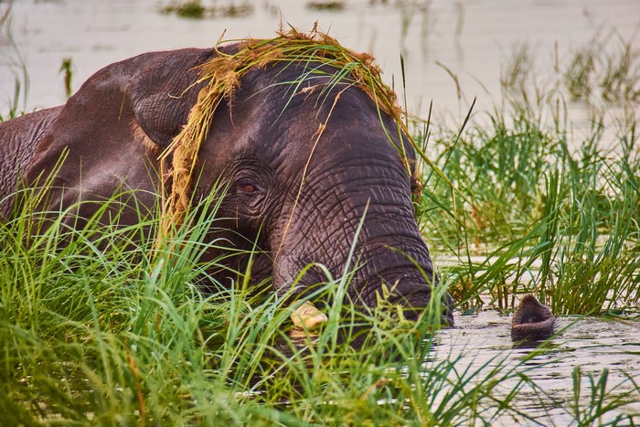 Elephant in tall grass near water